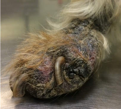 scabies on dog paw
