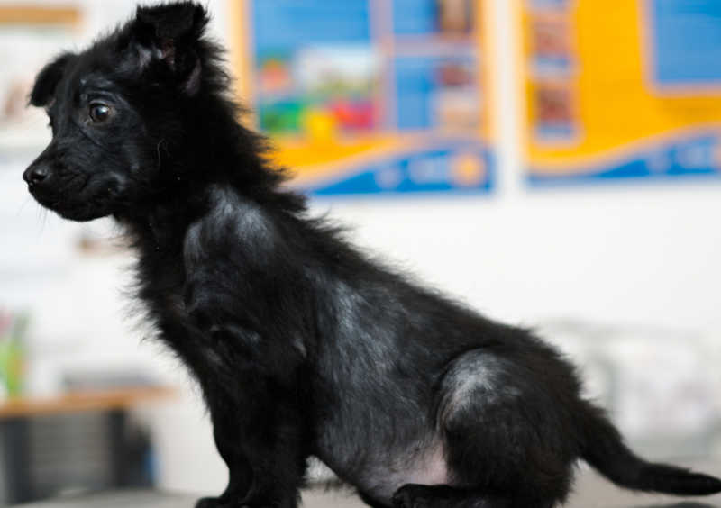 Dog with generalized demodectic mange