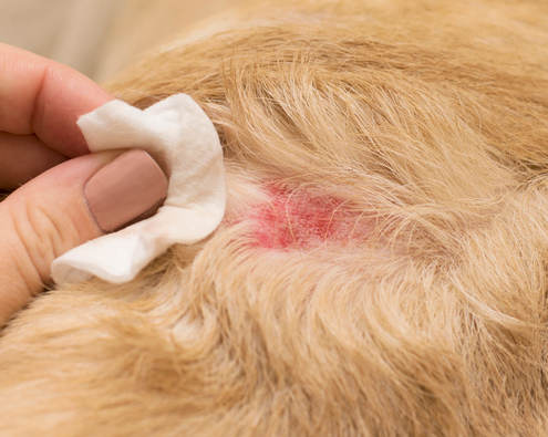 Dermatological allergy in dogs