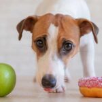 diabetes and food choices for a dog