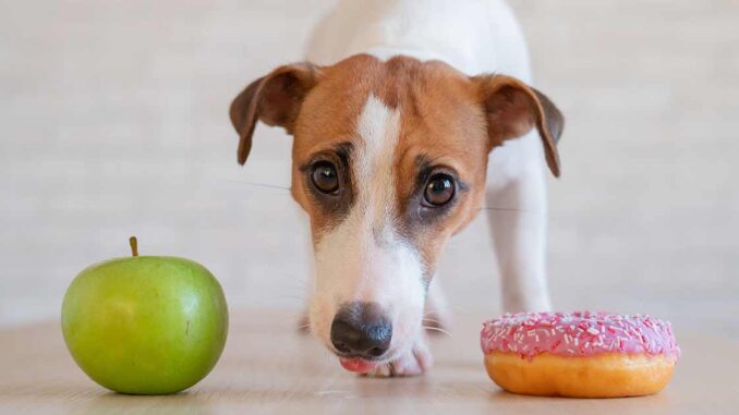 diabetes and food choices for a dog