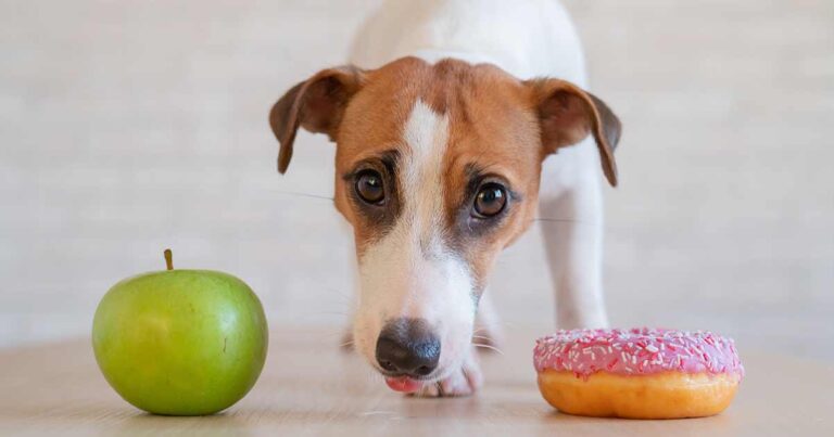 Final Stages of Dog Diabetes: A Guide for the Dog Owner
