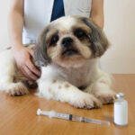 Dog’s Life Expectancy With Diabetes: A Vet Weighs In