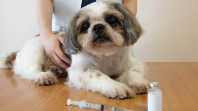 can a dog recover from ketoacidosis