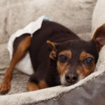 Diaper Rash On Your Dog? 5 Tips from Our Veterinarian