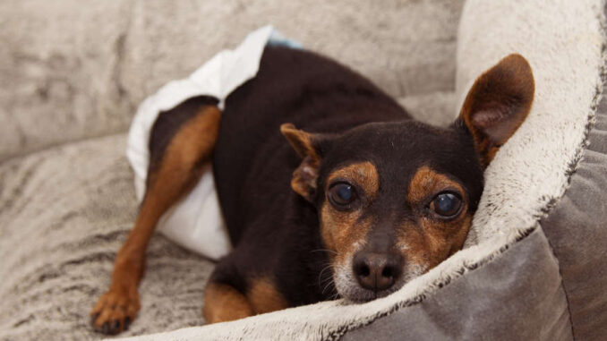 dog wearing white diaper on a couch