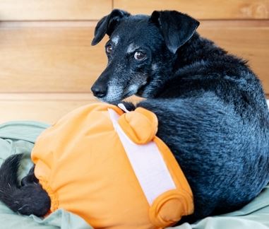 Diaper Rash On Your Dog 5 Tips from Our Veterinarian