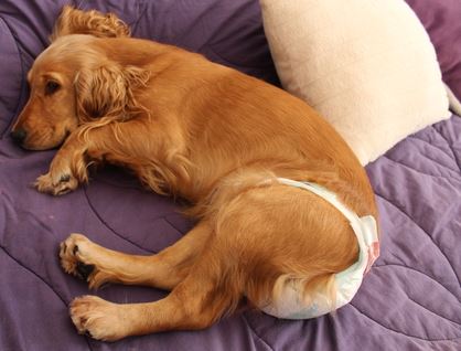 dog with diaper on a purple bed
