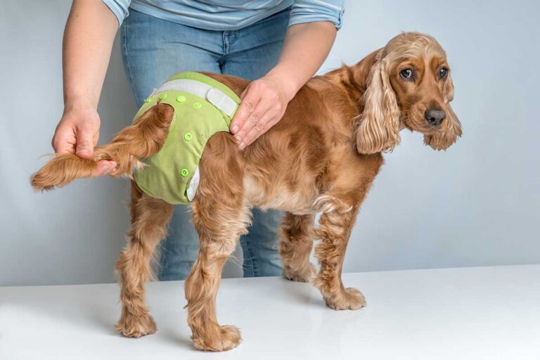 old-dog-incontinence-help-for-your-leaky-dog