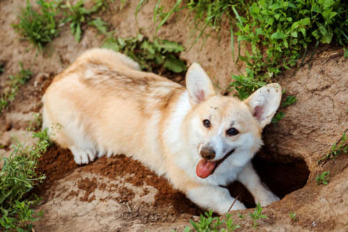 Welsh Corgi Pembroke digs a hole in the ground