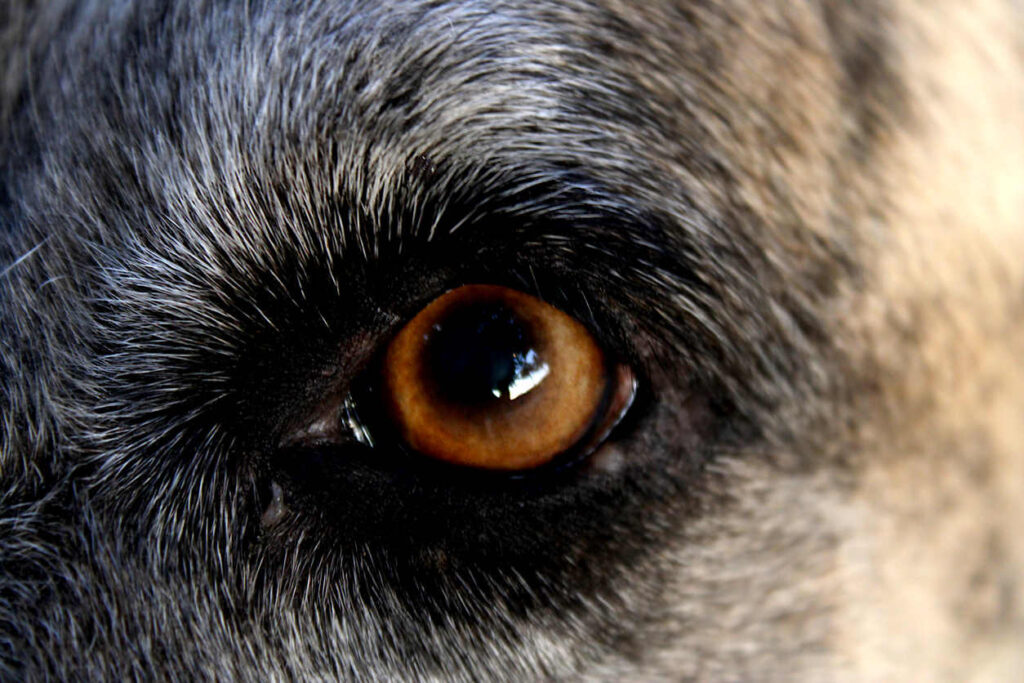 closeup showing dilated pupil in dog 