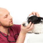 vet inspecting a dog's eye