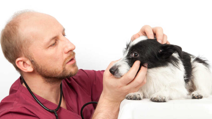 vet inspecting a dog's eye