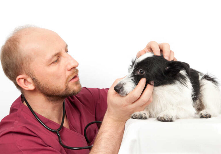 Eye Cysts in Dogs: Pictures & Vet Advice