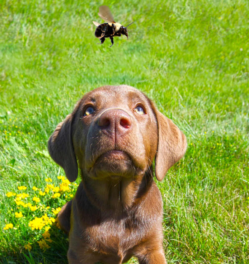 dog about to eat a bee