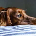 Why is My Old Dog Pooping in the House, and What Can I Do?