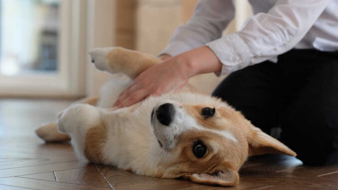 owner looking at a dog's belly for brown spots