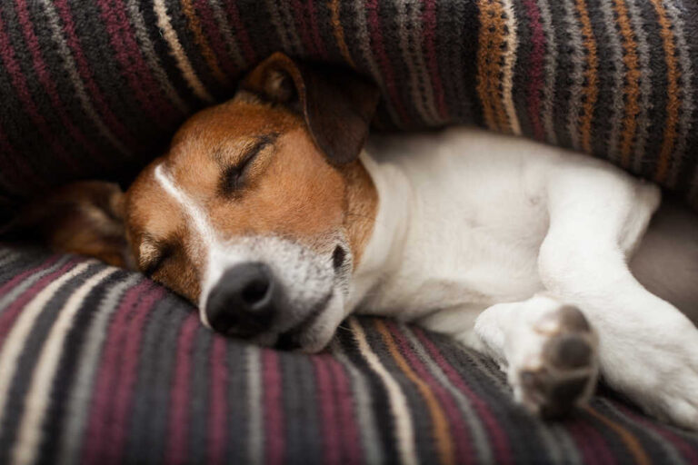 What Can I Give My Dog To Make Him Sleep All Night? Our Vet Explains