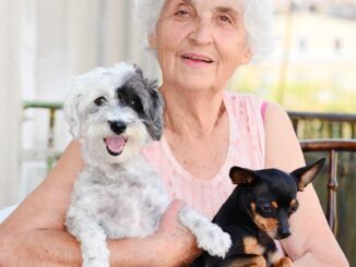 25+ Best Dog Breeds for Seniors
