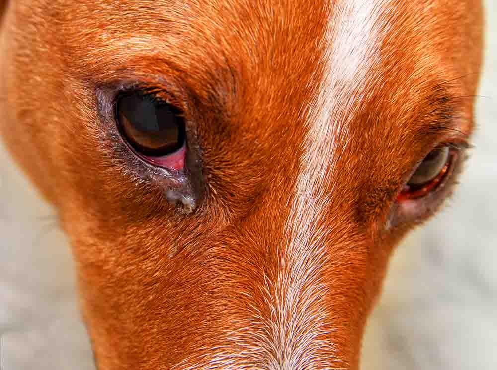 conjunctivis in a dog