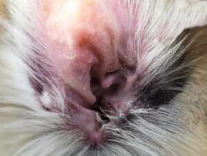 5 Most Common Dog Ear Infections [with images] & What To Do
