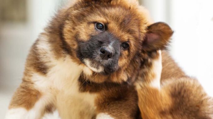 dog scratching ear with paw