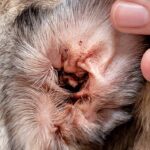 dog ear mite infection closeup