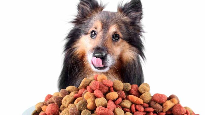 best dog food for dogs with seizures