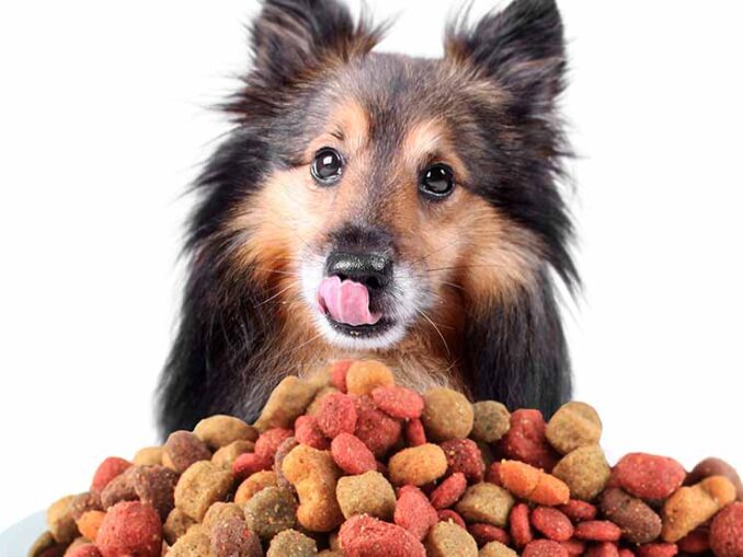 Older Dog Not Eating? 2 Vets Explain What to Do