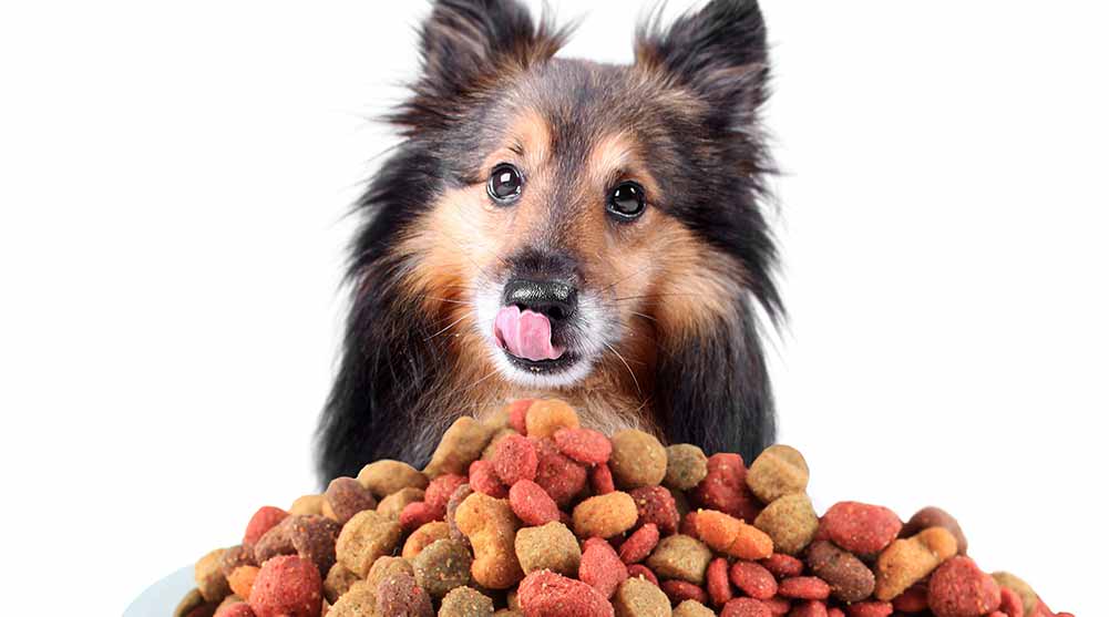 what can i feed my dog to lose weight