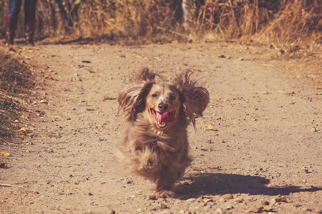 dog running