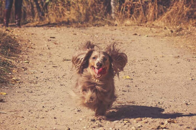 9 Vet Tips to Get Your Old Dog To Eat More