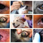 collage of dog eye infection pictures