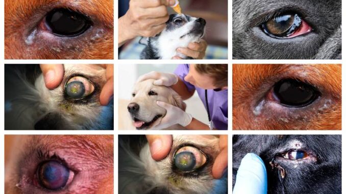 collage of dog eye infection pictures