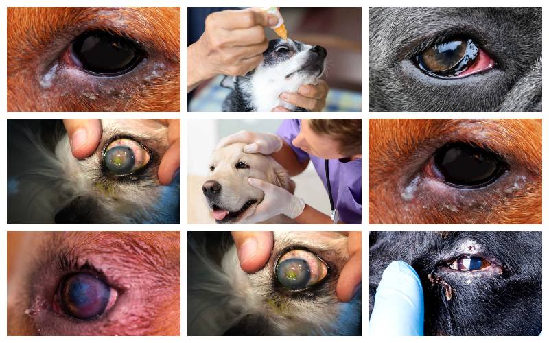 collage of dog eye infection pictures