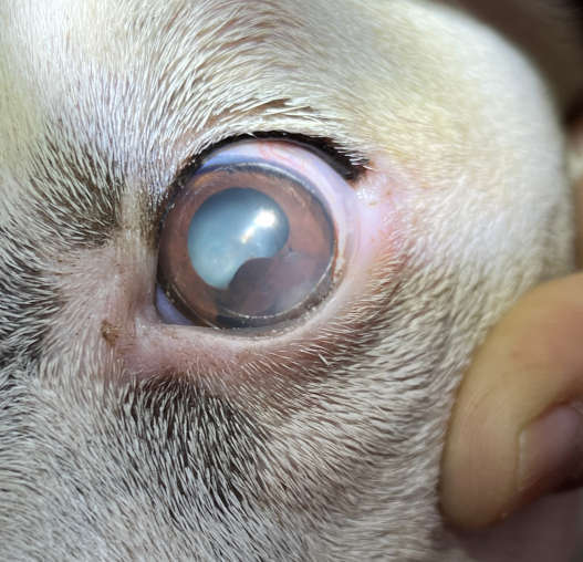 dog eye melanoma