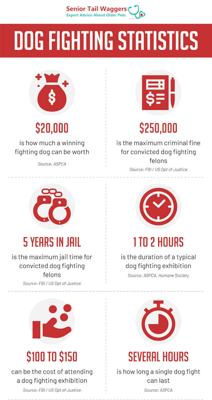 dog fighting statistics infographic 1