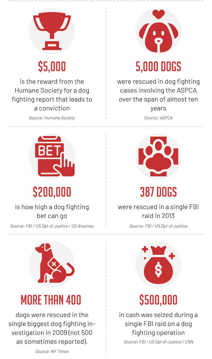 dog fighting statistics infographic 2