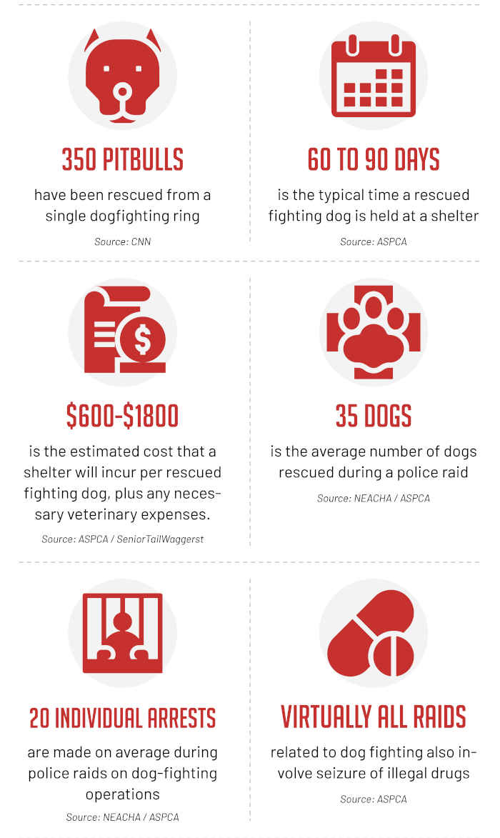 dog fighting statistics infographic 3