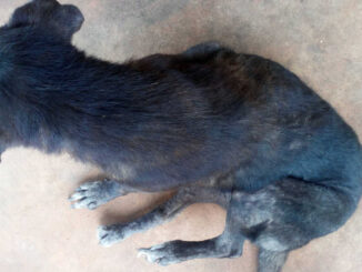 black dog on a floor with some hair loss and black spots on skin