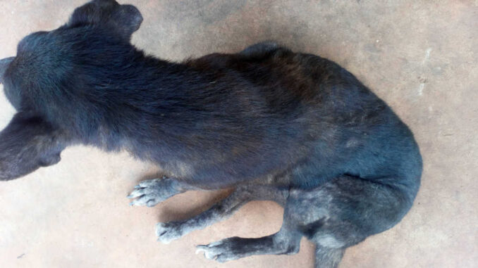 black dog on a floor with some hair loss and black spots on skin
