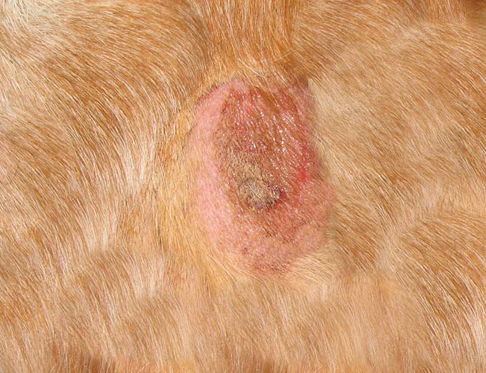 what causes scabs on puppies