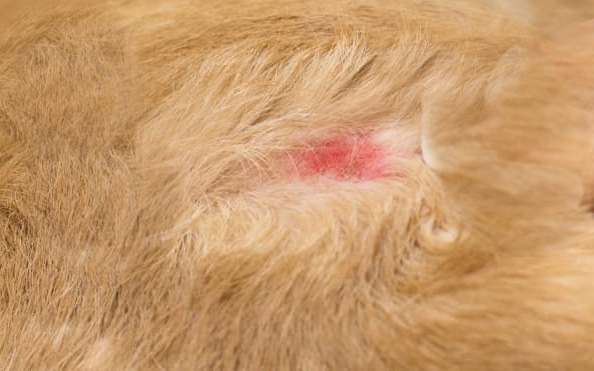 hot spot on dog skin close up