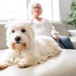 2 Easiest Ways to Estimate Your Dog’s Age in Human Years