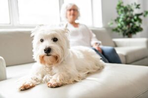 2 Easiest Ways to Estimate Your Dog’s Age in Human Years