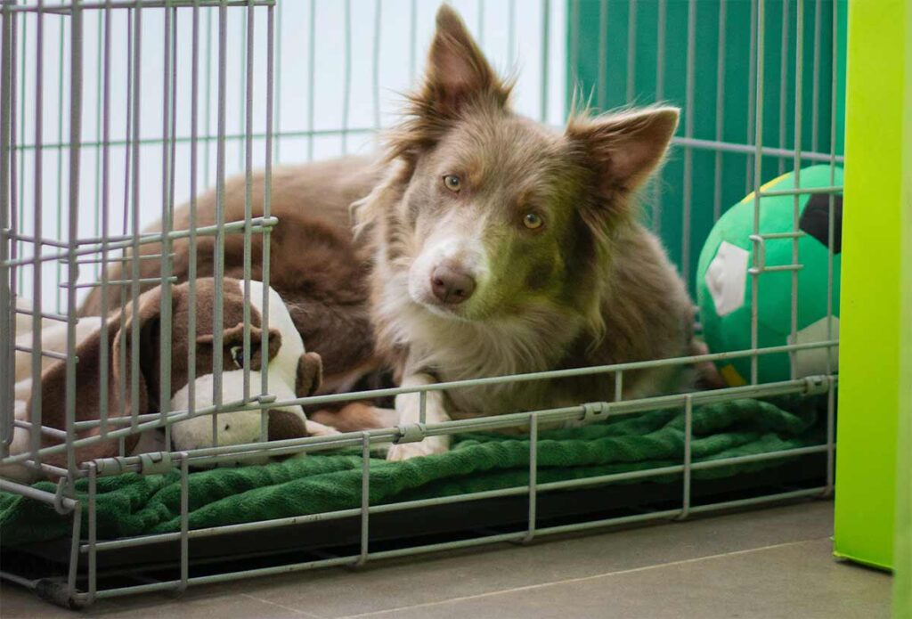 dog in crate with toys