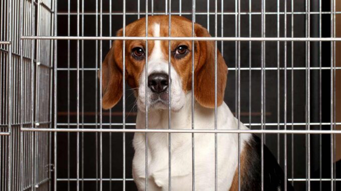 dog whining in a crate