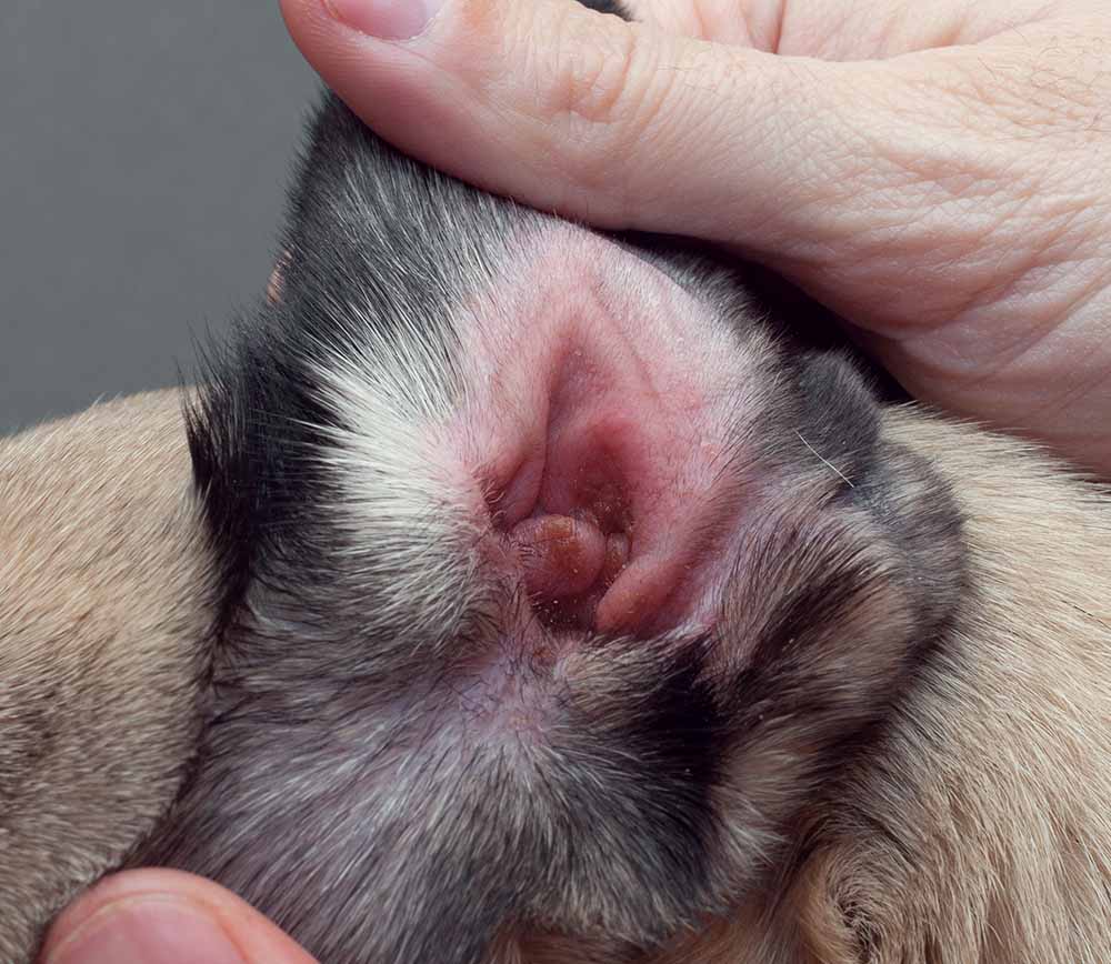 ear allergy redness in dog's ear
