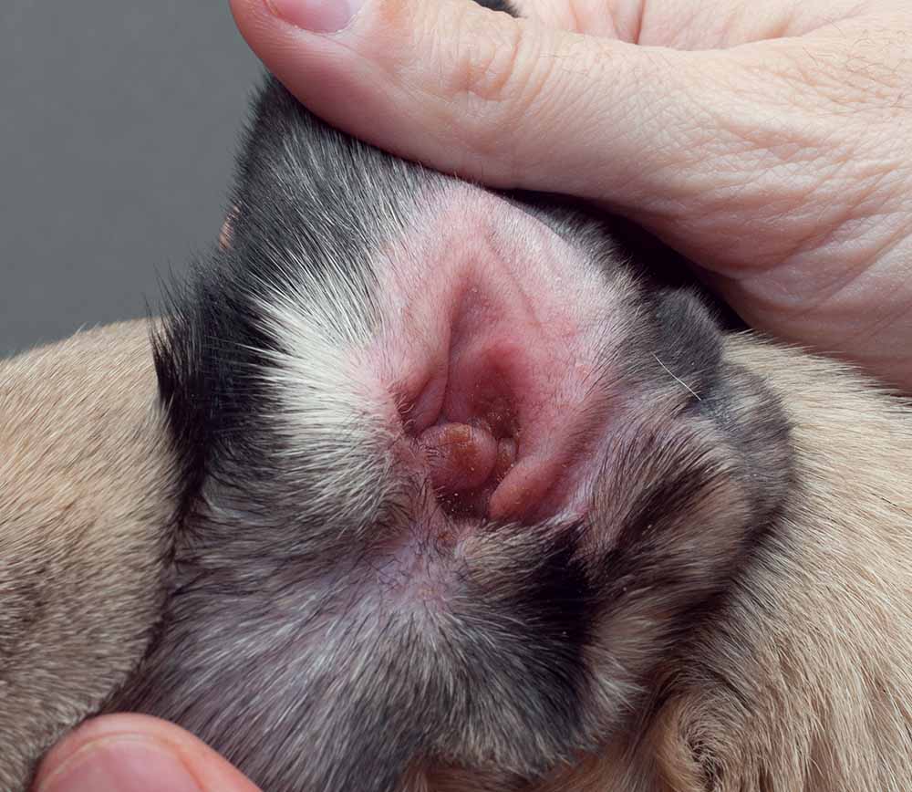 a lot of earwax in dogs ear