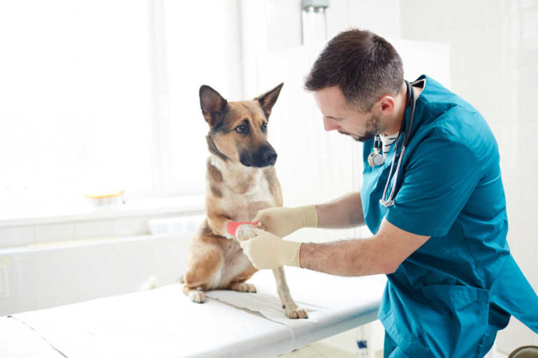 13 Common Dog Skin Lesions or Sores [with Pictures]
